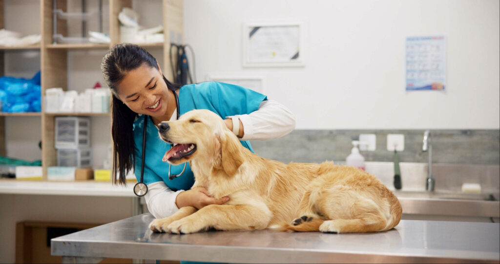 Pet care, stethoscope and dog with veterinary girl in consultation office for growth, wellness and examination. Puppy, inspection and animal clinic for golden retriever assessment, help or checkup