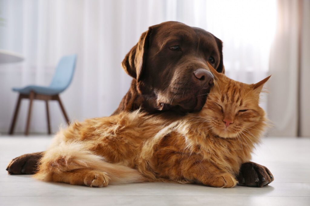 Cat and dog together on floor waiting for their veterinarian.